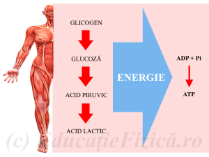 Sistemele energetice ale corpului